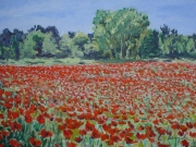 Campo di papaveri